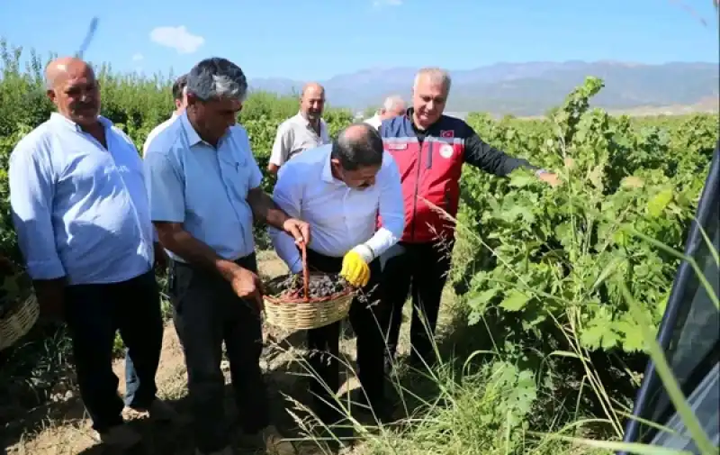 Hatay Üzümde Hedefe Koşuyor: 85 Bin Ton Rekolte Beklentisi