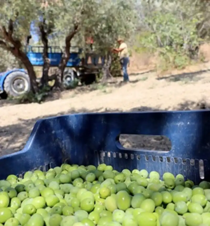Halhalı Zeytin Lezzeti İçin Zahmetli Mesai