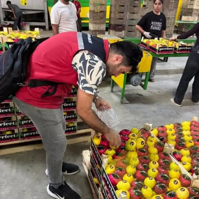 Hatay’da İhracatlık ‘Mayer Limon’una Pestisit Denetimi!