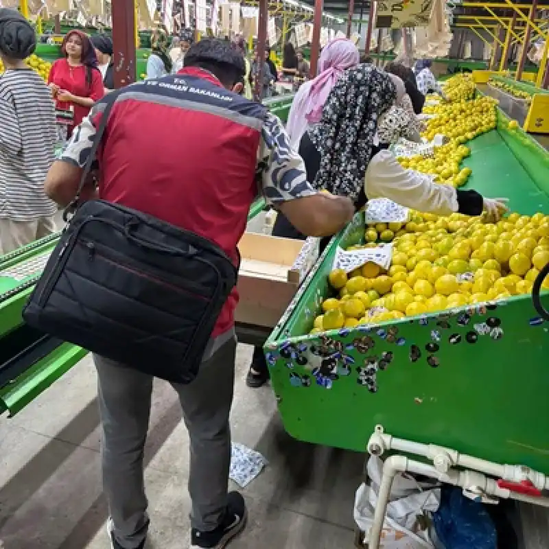 Hatay’da İhracatlık ‘Mayer Limon’una Pestisit Denetimi!