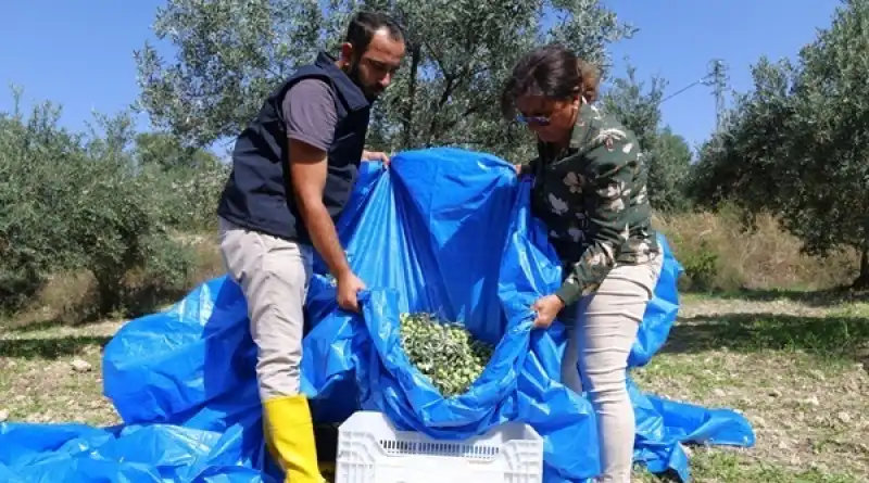 HBB’nin Tarımsal Destekleri Zeytin üreticilerine Can Suyu Oluyor
