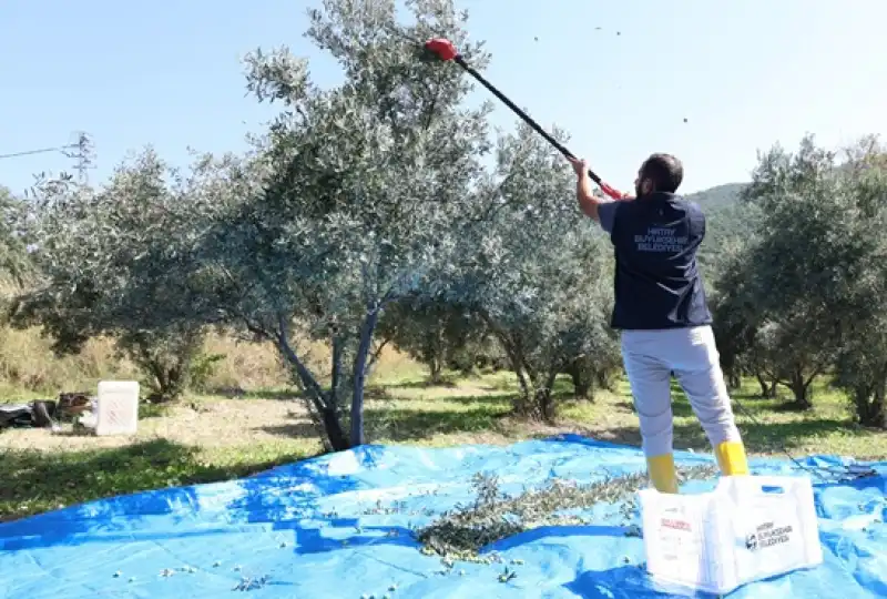 HBB’nin Tarımsal Destekleri Zeytin üreticilerine Can Suyu Oluyor