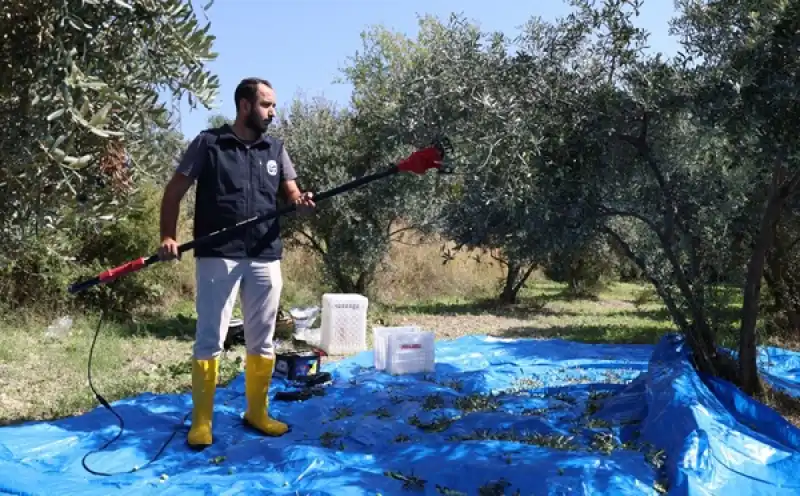 HBB’nin Tarımsal Destekleri Zeytin üreticilerine Can Suyu Oluyor