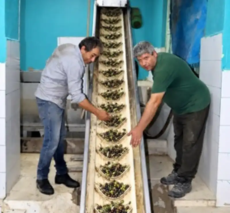 Altınözü Zeytin Fabrikalarında Bereket Mesaisi