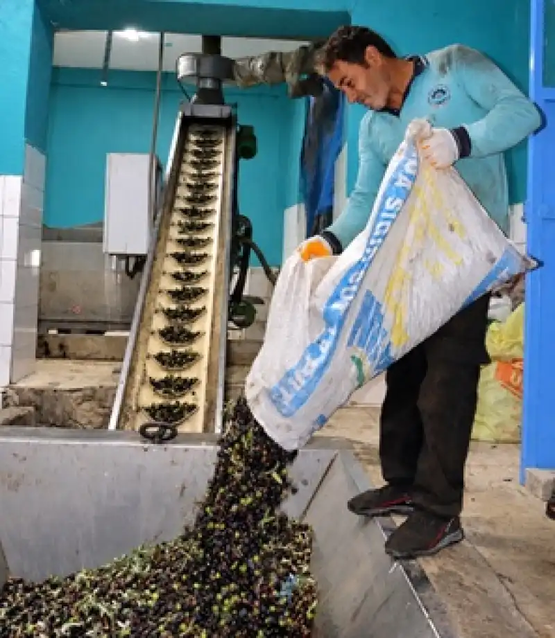 Altınözü Zeytin Fabrikalarında Bereket Mesaisi