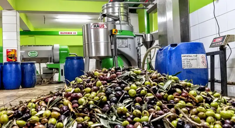 Altınözü Zeytin Fabrikalarında Bereket Mesaisi