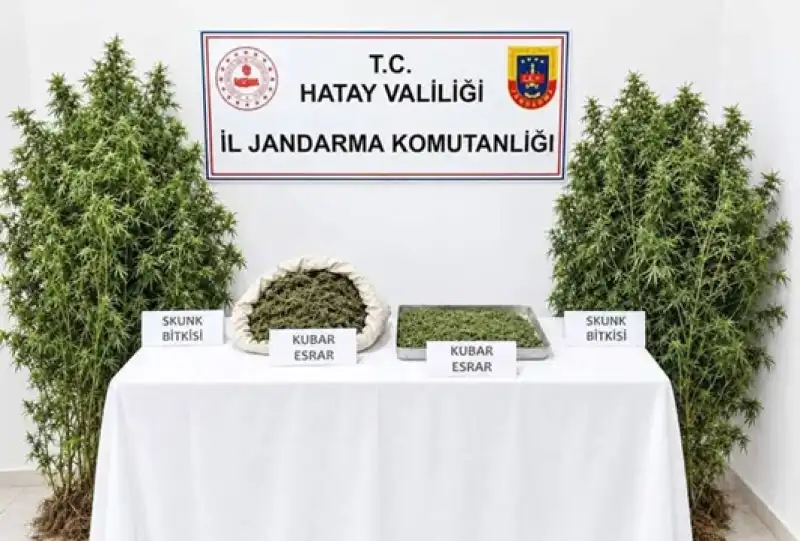 Ormanlık Alanda Kenevir Tarlası Kuran Zanlı Tutuklandı!