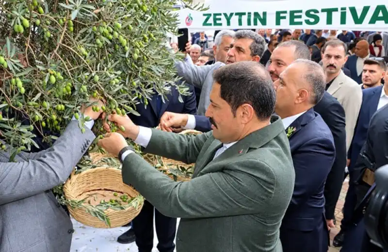 Altınözü’nde Zeytinde Ilk Hasat Heyecanı