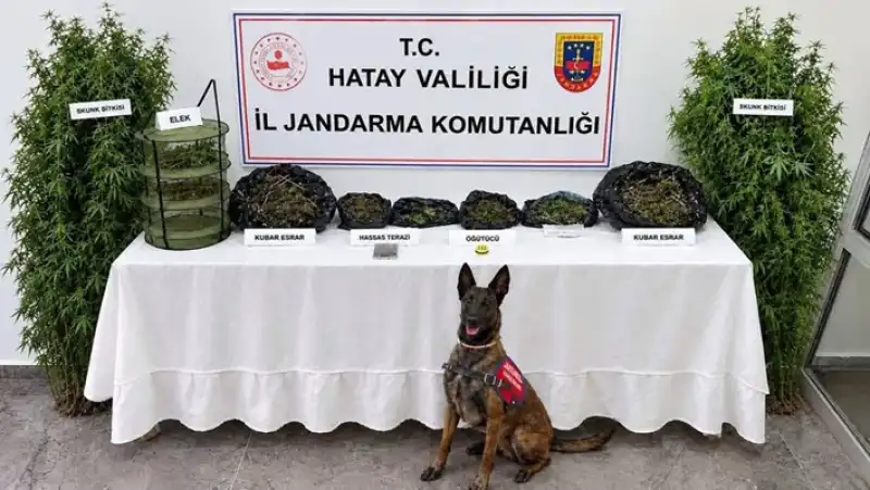 Defne’de Uyuşturucu Operasyonu: Esrar Ve Skunk Ele Geçirildi