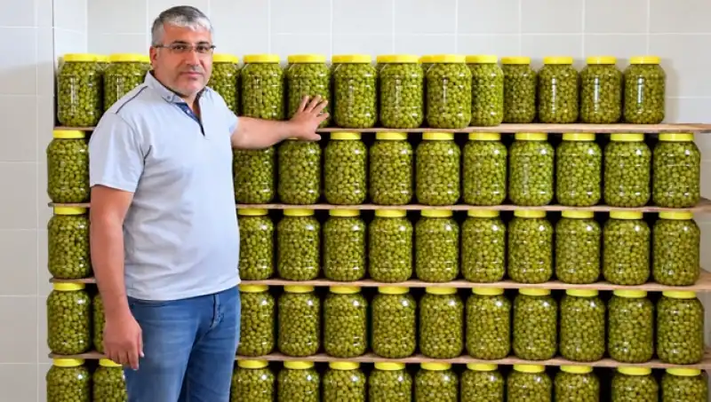 Kırma Zeytinler Emekle Lezzete Dönüşüyor
