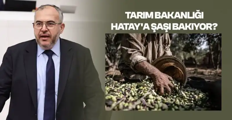 Çalışkan: “Hataylı Zeytin Üreticisi Perişan”