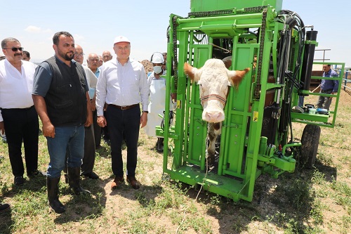 Hatay da hayvancılık tarım gibi geriye gidiyor