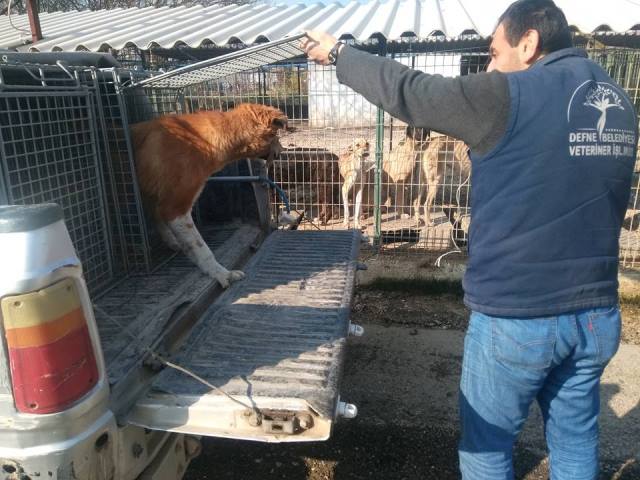 Defne Belediyesi Sokak hayvanlarına çözüm buldu