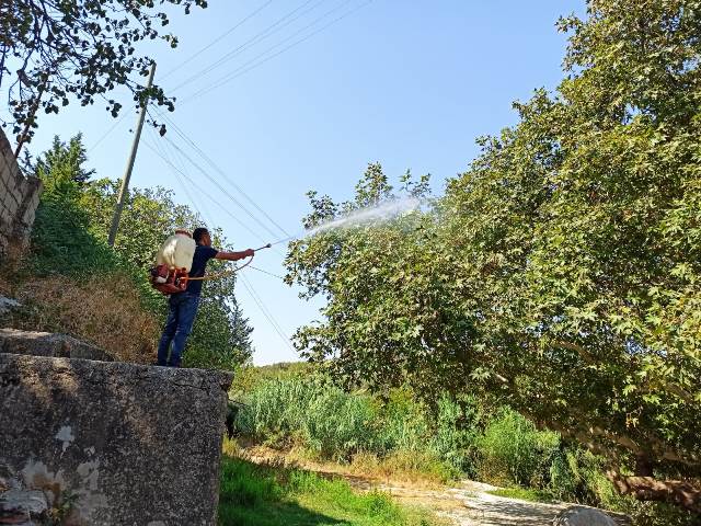 Ağaçların sağlığı için önlem alındı