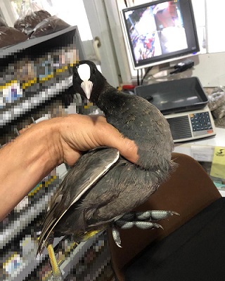Markette karton kutuda bulunan sakarmeke kuşu doğaya salındı