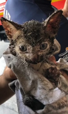 Demir boruya sıkışan kedi yavrusu kurtarıldı