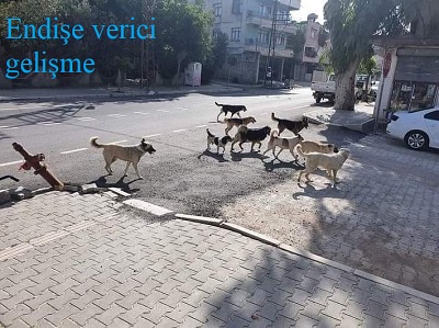 Hatay da bir ayda 17 kedi ve köpek zehirlendi