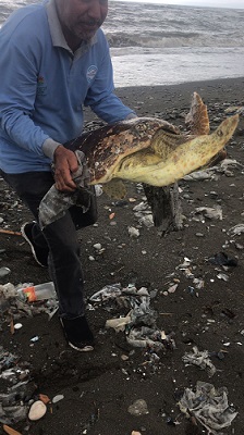 Temizlik ekipleri sayesinde yaralı caretta caretta kaplumbağa kurtarıldı