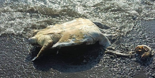 Caretta caretta ölü olarak karaya vurdu