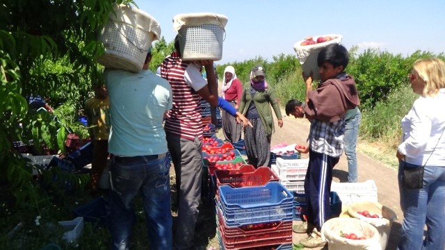 Çiftçi Amik ovasında meyve hasadına başladı