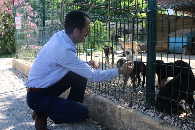 Sahiplenmek isteyenlere ücretsiz verilecek