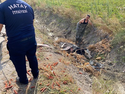 Bataklığa saplanan ineği itfaiye kurtardı 