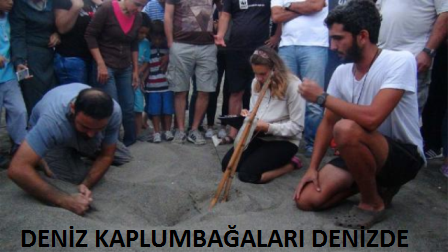 Deniz kaplumbağaları denizle buluştu