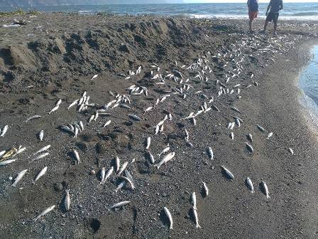 On binlerce ölü balık sahile vurdu