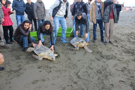 Caretta Carettalar denize bırakıldı